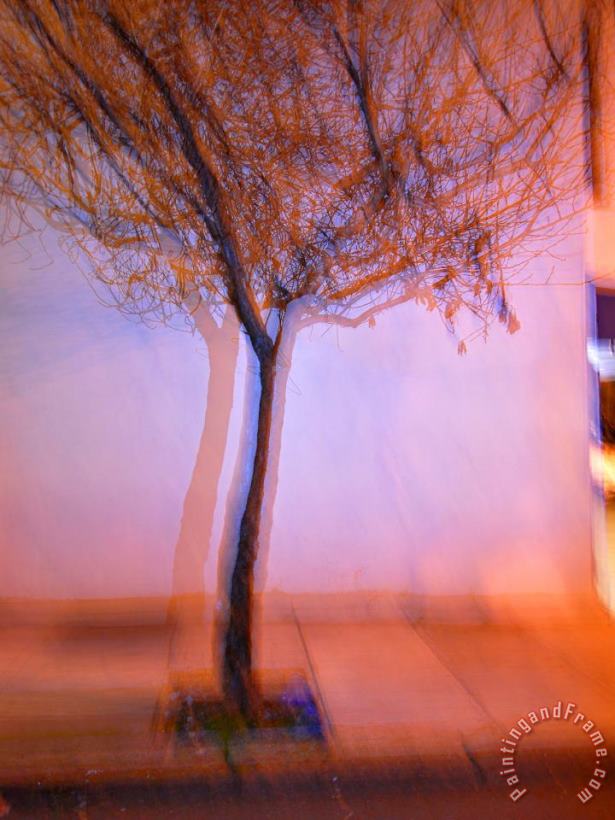 Raymond Gehman Flashed Tree And Its Shadow on a Wall in San Francisco Art Painting