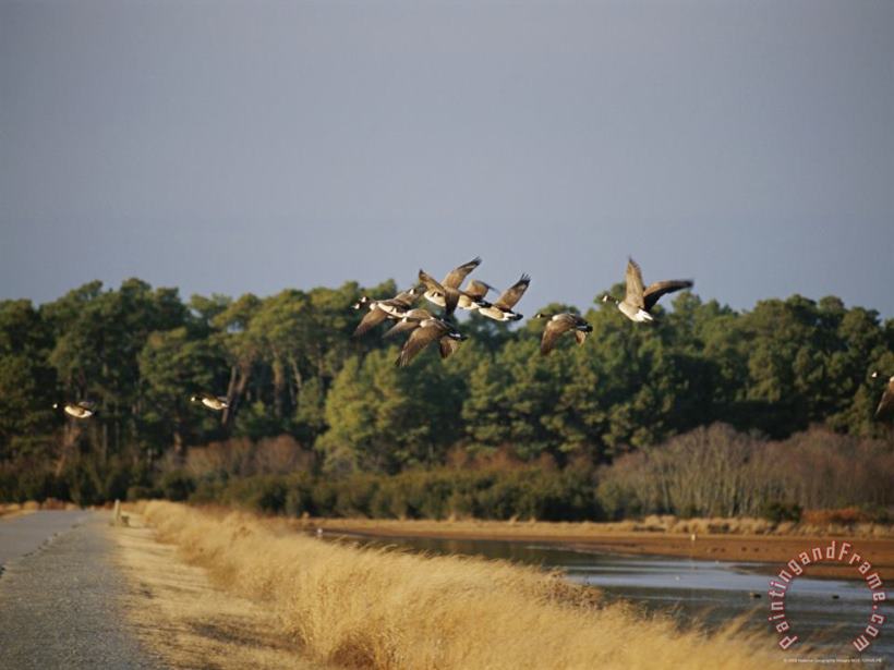 Raymond Gehman Flock of Canada Geese Take Flight From a Marsh Art Painting