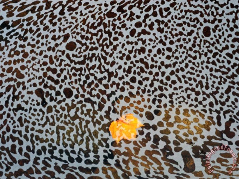 Raymond Gehman Foam Covers a Stray Leaf in a Brook at Cape Breton Art Print