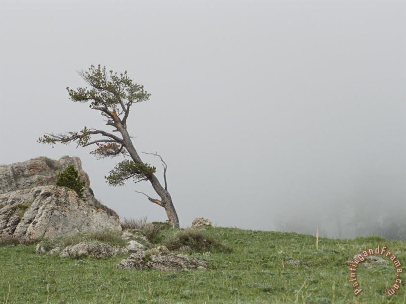 Fog Drifts Past a Windblown Tree painting - Raymond Gehman Fog Drifts Past a Windblown Tree Art Print