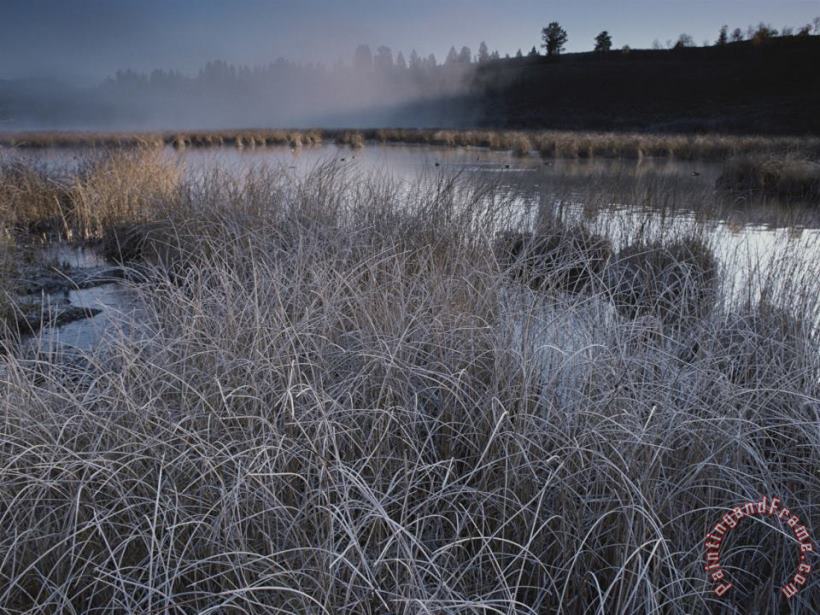 Raymond Gehman Frost Covered Grasses And Early Morning Mist Over Teton Marsh Area Art Painting