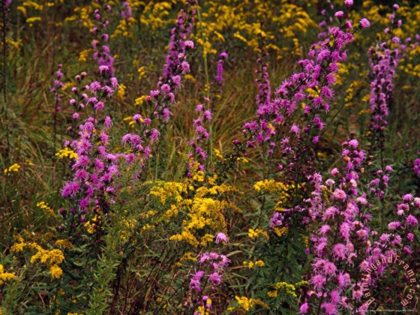 Goldenrod And Other Wildflowers in Bloom painting - Raymond Gehman Goldenrod And Other Wildflowers in Bloom Art Print