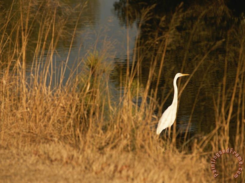 Great Egret Standing in Tall Grasses Near a Tidal Creek painting - Raymond Gehman Great Egret Standing in Tall Grasses Near a Tidal Creek Art Print