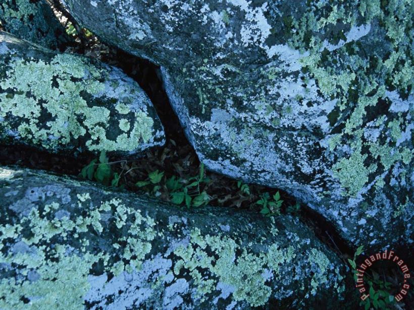Greenstone Rock Covered with Lichens on Thunder Ridge painting - Raymond Gehman Greenstone Rock Covered with Lichens on Thunder Ridge Art Print