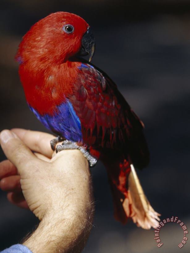 Raymond Gehman Hiker S Pet Bird Solomon Island Eclectus Rests on His Finger Art Painting