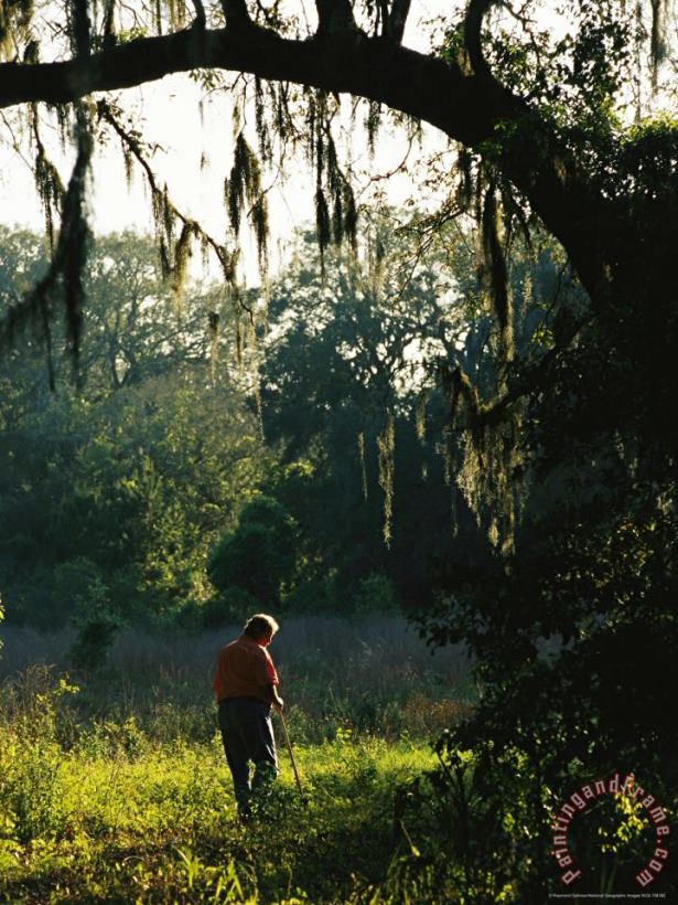 Raymond Gehman Hiking Through a Sunlit Woodland with Hanging Mosses Art Print