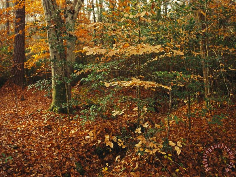 Holly And Beech Trees Along a Woodland Trail painting - Raymond Gehman Holly And Beech Trees Along a Woodland Trail Art Print