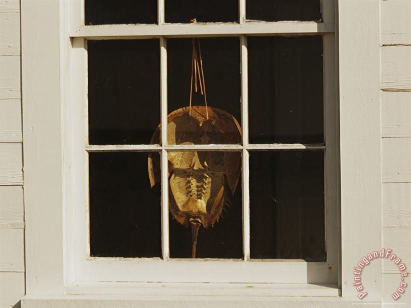 Horseshoe Crab Shell Hanging in a Window painting - Raymond Gehman Horseshoe Crab Shell Hanging in a Window Art Print