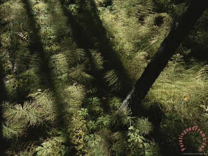Horsetail Ferns Grown Along a Hiking Trail painting - Raymond Gehman Horsetail Ferns Grown Along a Hiking Trail Art Print