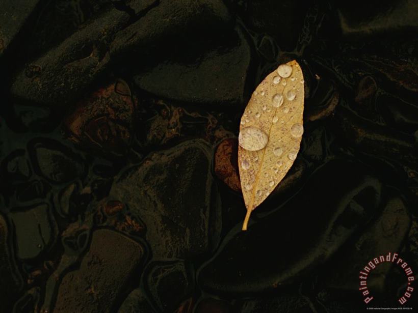 Leaf on Wet Stones painting - Raymond Gehman Leaf on Wet Stones Art Print