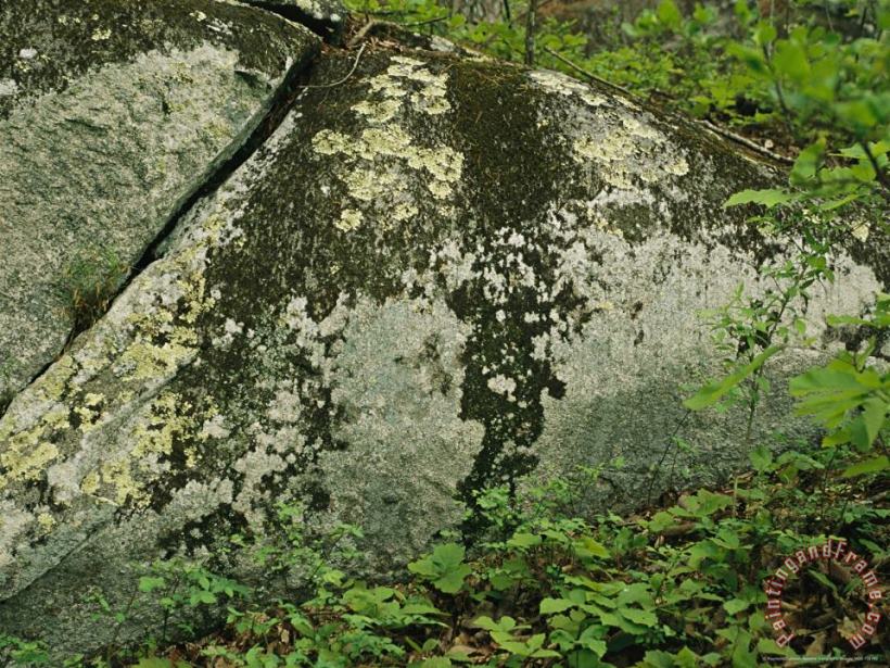 Lichens on an Exposed Granite Boulder painting - Raymond Gehman Lichens on an Exposed Granite Boulder Art Print