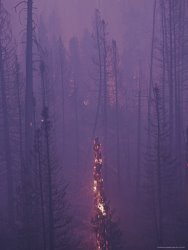 Raymond Gehman Lodgepole Pine Trees Burn And Smoulder at Twilight
