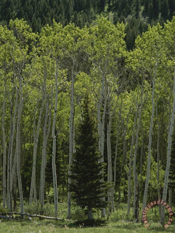 Raymond Gehman Lone Evergreen Amongst Aspen Trees with Spring Foliage Art Painting
