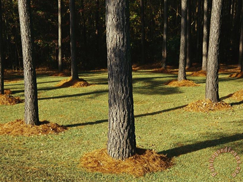 Raymond Gehman Longleaf Pine Trees Mulched with Pine Needles Along Interstate 95 Art Painting
