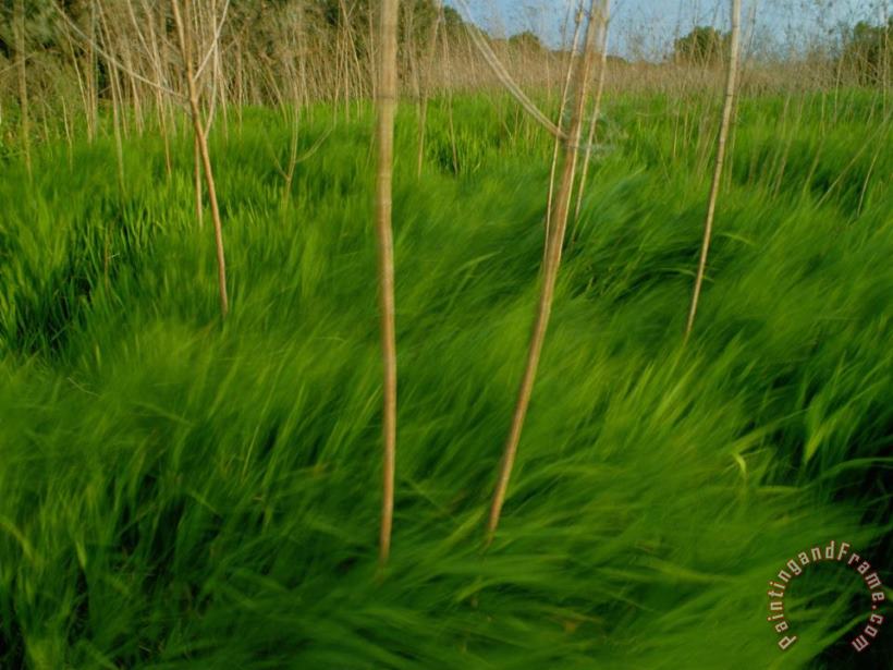 Raymond Gehman Lush Green Grasses Blow in The Wind Art Painting