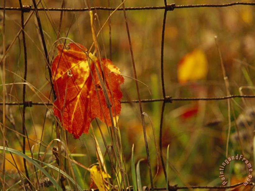 Raymond Gehman Maple Leaf in Autumn Hues Caught in a Farmer S Wire Fence Art Painting