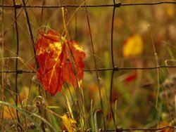 Raymond Gehman Maple Leaf in Autumn Hues Caught in a Farmer S Wire Fence