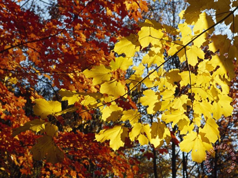 Raymond Gehman Maple Leaves Glowing Yellow And Orange in Autumn ...