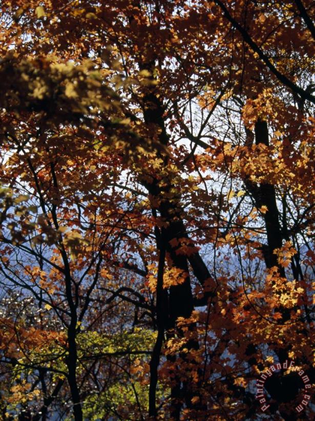 Raymond Gehman Maple Tree in Autumn Hues Art Print