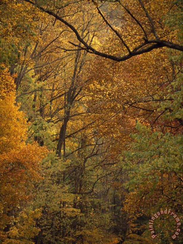 Raymond Gehman Mixed Hardwood Forest in Autumn Hues Art Painting