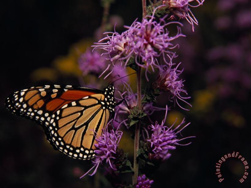 Raymond Gehman Monarch Butterfly Sipping Nectar From Wildflowers Art Print