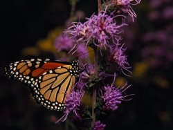 Raymond Gehman Monarch Butterfly Sipping Nectar From Wildflowers