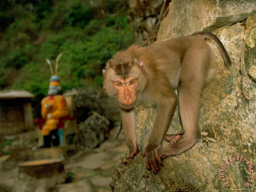 Raymond Gehman Monkey at Baiyu Cavern Art Print
