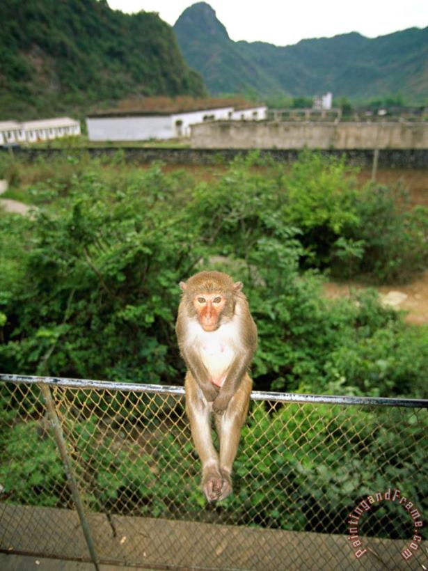 Monkey on a Fence at Baiyu Cavern painting - Raymond Gehman Monkey on a Fence at Baiyu Cavern Art Print