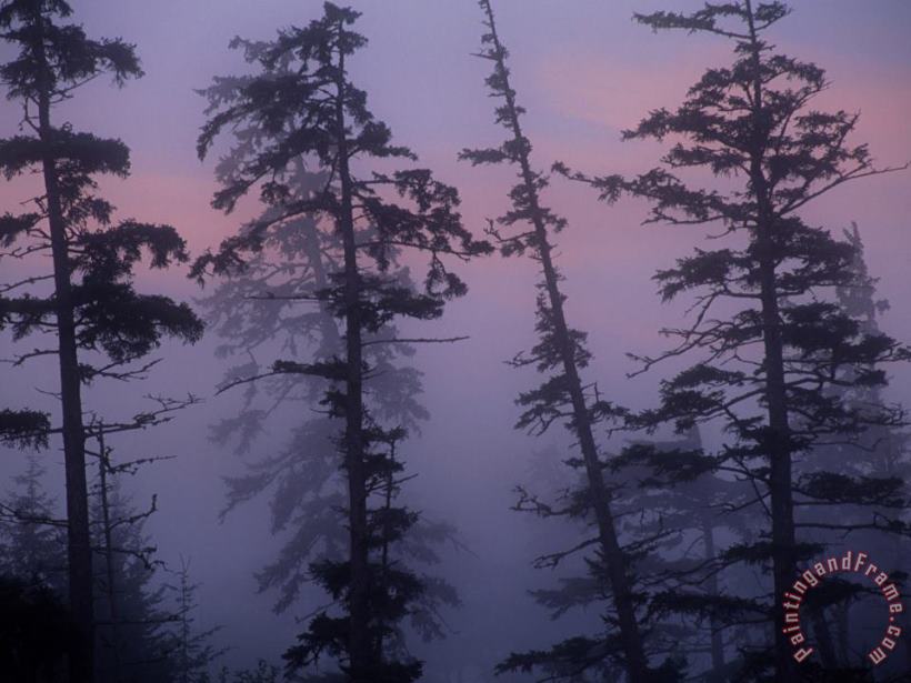 Raymond Gehman Morning Fog Shrouds Trees in The Reserve Art Painting