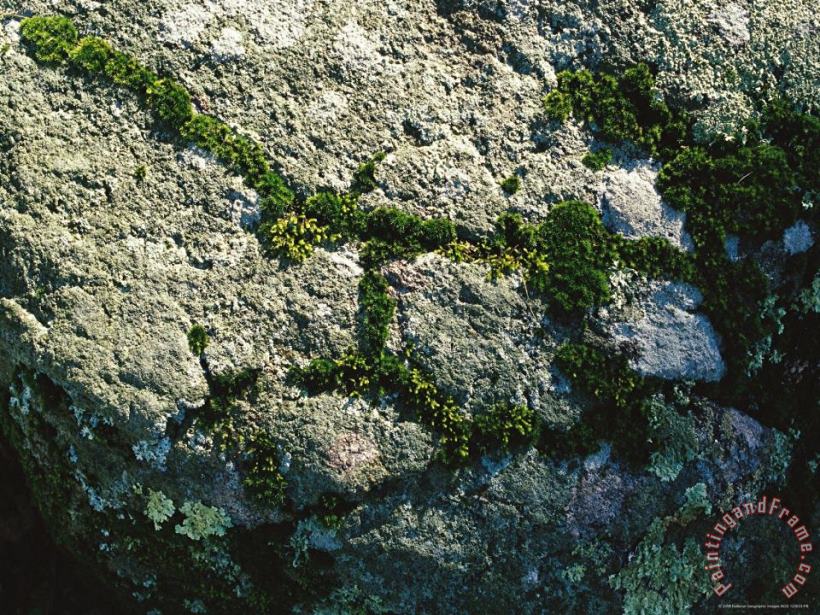 Moss And Lichens Form on a Greenstone Rock painting - Raymond Gehman Moss And Lichens Form on a Greenstone Rock Art Print