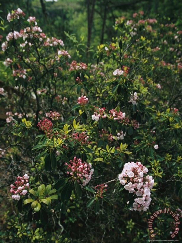 Raymond Gehman Mountain Laurel Blossoms in a Southern Appalachian Woodland Art Painting