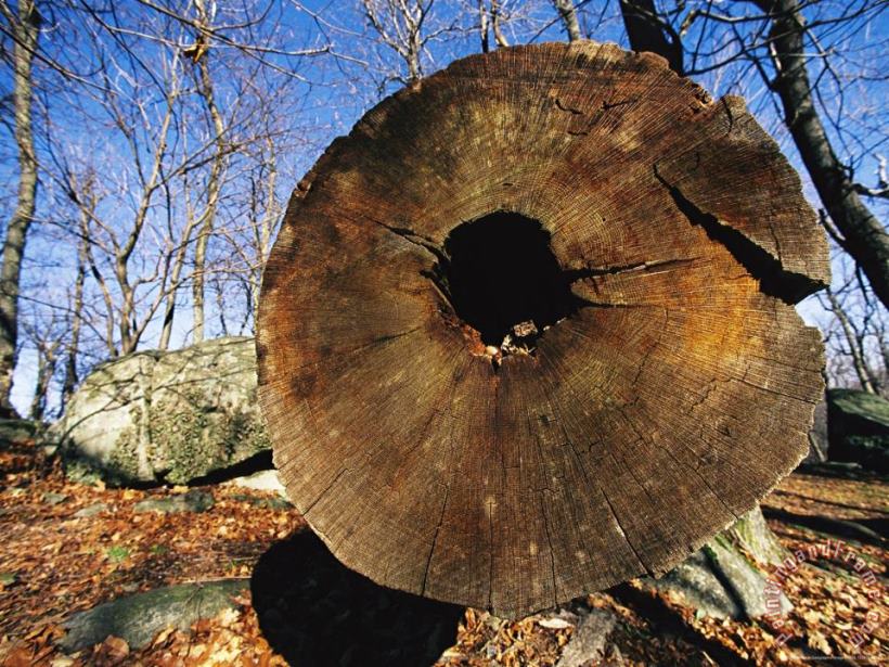 Raymond Gehman Nuts Are Stashed in a Hollow Tree Log Art Print