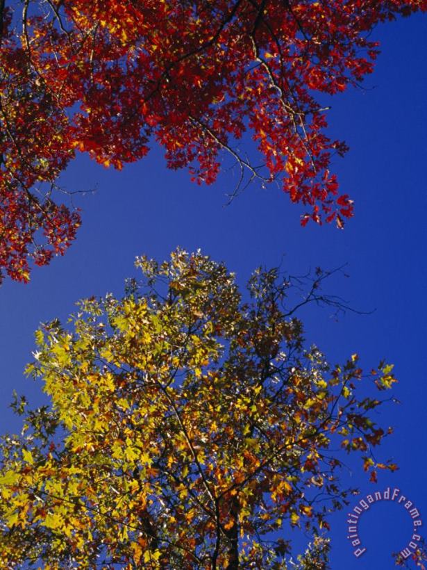 Oak Leaves in Fall Colors Against a Bright Blue Sky painting - Raymond Gehman Oak Leaves in Fall Colors Against a Bright Blue Sky Art Print