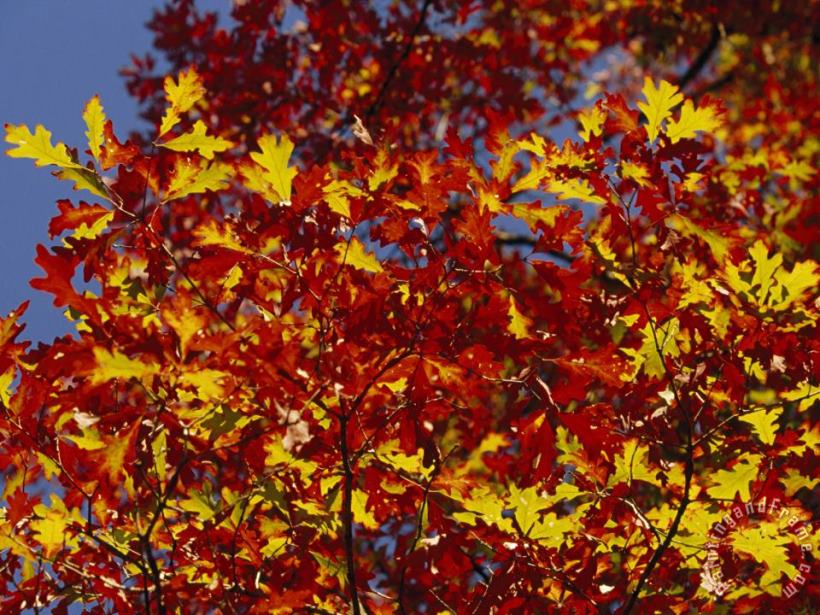 Raymond Gehman Oak Leaves in Fall Colors Against a Bright Blue Sky Art Print