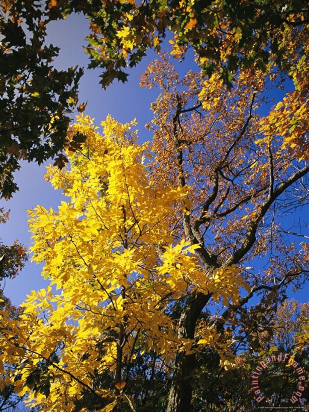 Oak Tree in Golden Fall Colors Along The Appalachian Trail painting - Raymond Gehman Oak Tree in Golden Fall Colors Along The Appalachian Trail Art Print
