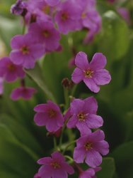 Raymond Gehman Parrys Primrose Wildflowers Grand Teton National Park Wyoming