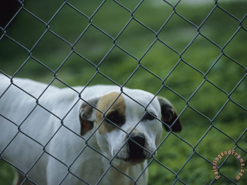 Raymond Gehman Pet Dog Behind a Chain Link Fence Art Painting