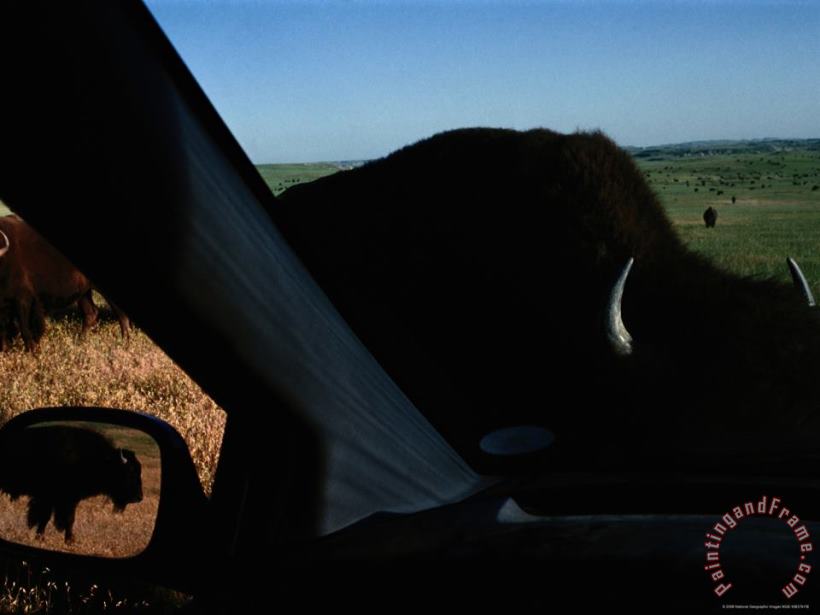 Raymond Gehman Picture of Bison Taken From Inside a Car Art Print