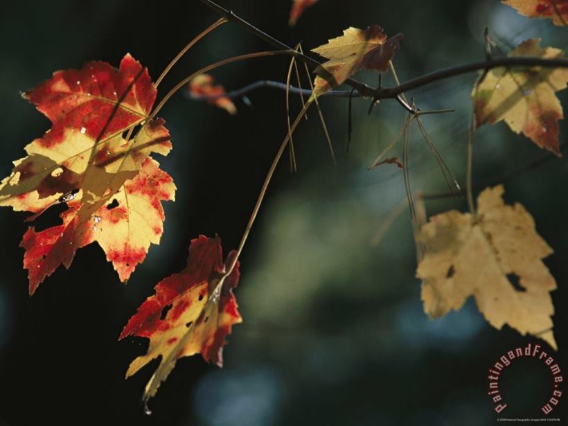 Raymond Gehman Pine Needles Caught on an Autumn Colored Maple Leaf Art Painting