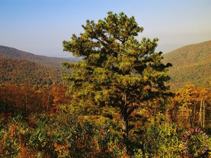 Raymond Gehman Pine Tree And Forested Ridges of The Blue Ridge Mountains Art Print