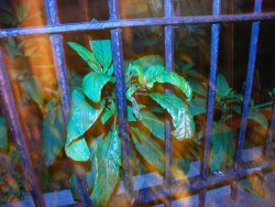 Raymond Gehman Plant Growing Through a Wrought Iron Fence in Front of a House