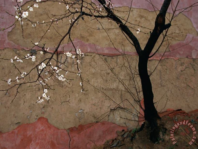 Plum Tree Against a Colorful Temple Wall painting - Raymond Gehman Plum Tree Against a Colorful Temple Wall Art Print