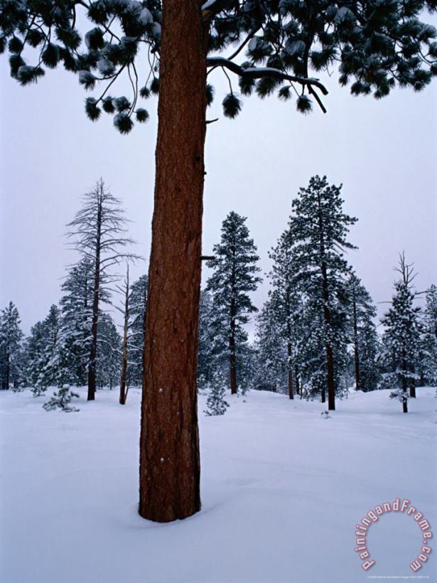 Raymond Gehman Ponderosa Pine in Snow Art Print