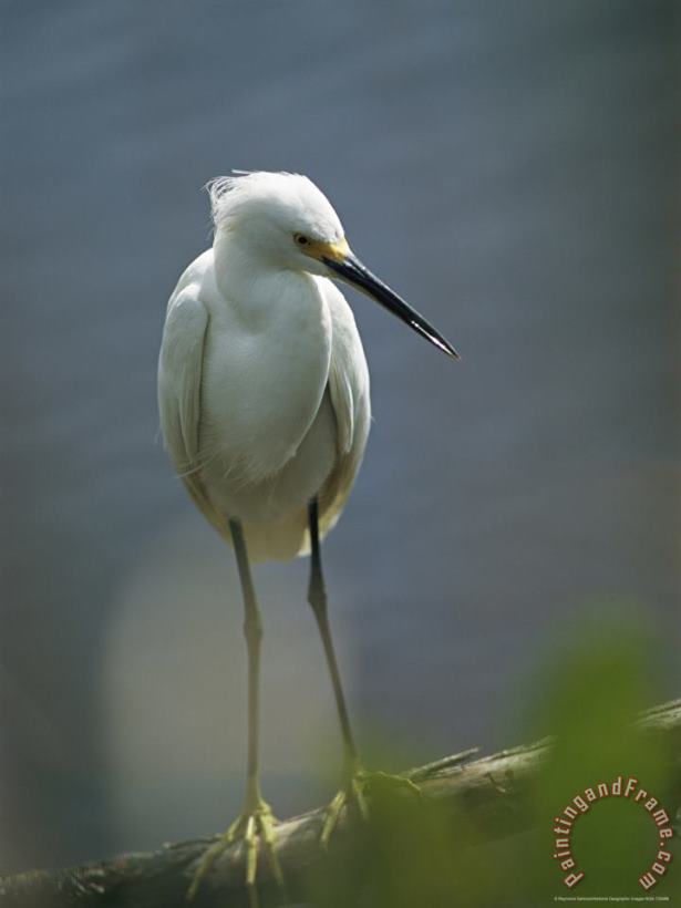 Portrait of a Snowy Egret Perched on a Waterside Log painting - Raymond Gehman Portrait of a Snowy Egret Perched on a Waterside Log Art Print