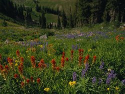 Raymond Gehman Radiant Summer Blooms Crowd a High Mountain Meadow on The Teton Crest Trail