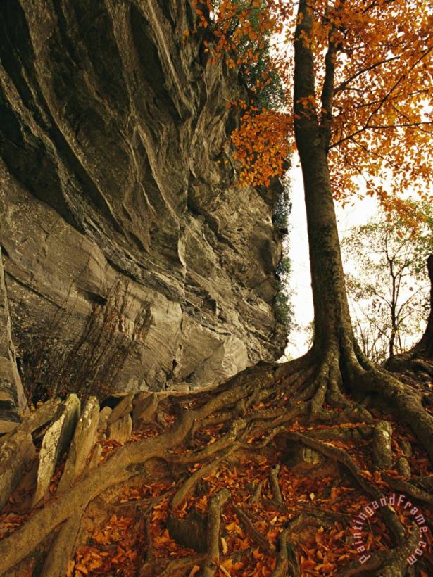 Raven Rock And Autumn Colored Beech Tree painting - Raymond Gehman Raven Rock And Autumn Colored Beech Tree Art Print