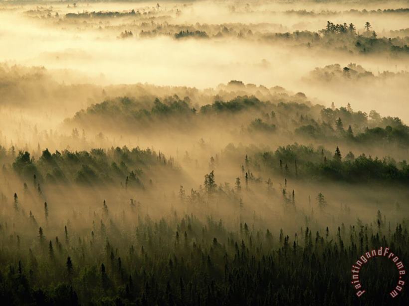 Rays of Early Morning Sunlight Beam Into Fog That Shrouds a Forest painting - Raymond Gehman Rays of Early Morning Sunlight Beam Into Fog That Shrouds a Forest Art Print