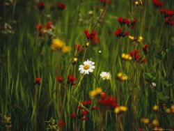 Raymond Gehman Red And Yellow Wildflowers Bloom Around a Wild Daisy