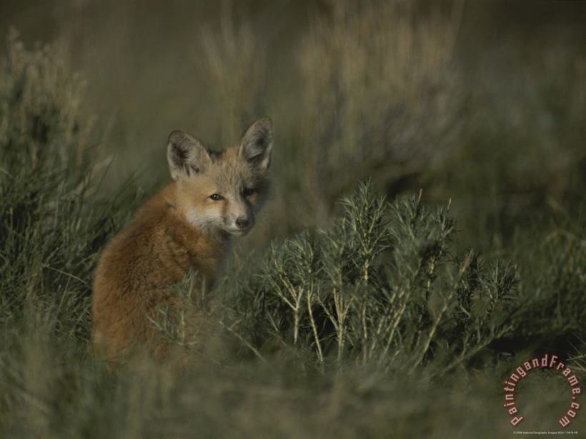 Raymond Gehman Red Fox Kit Red Rocks National Wildlife Refuge Montana Art Print