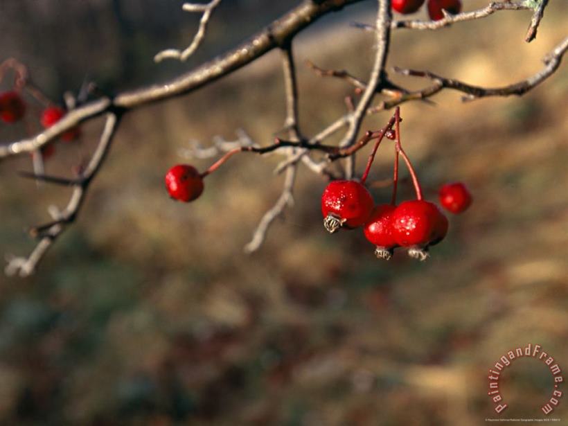 Red Fruit on The Tips of Leafless Serviceberry Branches painting - Raymond Gehman Red Fruit on The Tips of Leafless Serviceberry Branches Art Print